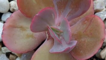 Echeveria Gigantea Rose –  Foto da Muda e  Cuidar da Suculenta