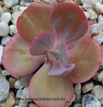 Echeveria Gigantea Rose –  Foto da Muda e  Cuidar da Suculenta