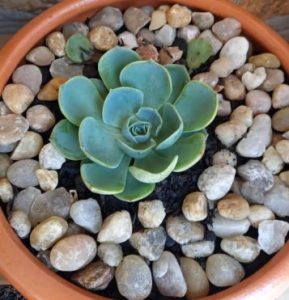 muda-da-echeveria-glauca-como-cuidar-