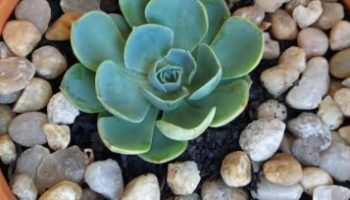 Echeveria Glauca Verdadeira – Foto da Muda da Suculenta