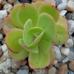 echeveria-pallida-suculenta-gigante-