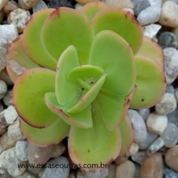 Echeveria Pallida Foto da Muda, Cuidados Rega, Pragas, Solo
