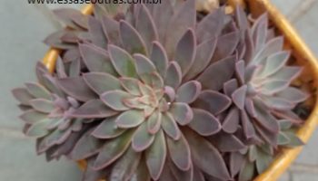 Graptopetalum Rusbyi Muda da Suculenta Avermelhada e Cuidar