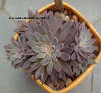 Graptopetalum Rusbyi Muda da Suculenta Avermelhada e Cuidar
