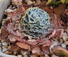Suculenta com Folhas Secas – Causas e Falta de Rega, Cuidados