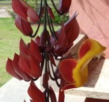Sapatinho de Judia – Como Fazer Muda e Cuidar da Planta e Flor