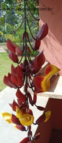 floração-da-trepadeira-sapatinho-de-judia-