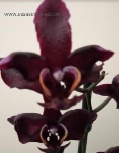 foto-da-phalaenopsis-de-flor-negra-