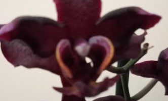 Phalaenopsis de Flor Negra Sogo lovely? Como Cuidar Orquídea