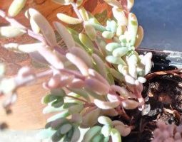 Sedum Hispanicum – Suculenta Blue Carpet, Flor, Rega, Cuidados