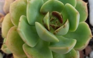 Suculenta com Folhas Cobertas de Pó Cinza ou Manchas – Remédio