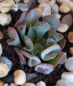echeveria-pink-trumpet-foto-da-muda-