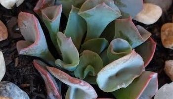 Echeveria Pink Trumpet – Foto Muda Suculenta Rara Como Cuidar