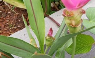 Cúrcuma Ornamental – Foto da Flor da Planta e Cuidados Açafrão