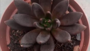 Echeveria Affinis – Foto da Muda, Como Cuidar e Flores Suculenta