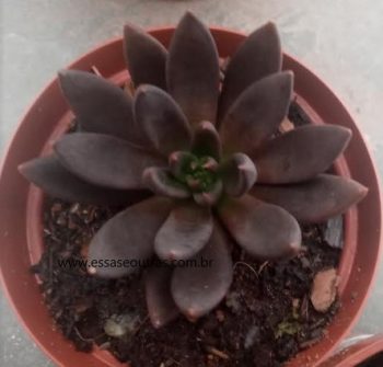 Echeveria Affinis – Foto da Muda, Como Cuidar e Flores Suculenta