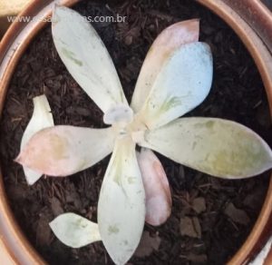 suculenta-echeveria-cante-depois-do-transporte-