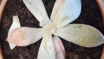 Echeveria Cante – Foram Dez Dias na Caixa, Como Salvar Suculenta