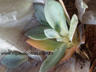echeveria-cante-após-viagem-na-caixa-