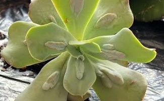 Echeveria Caranculata Foto da Suculenta com Verrugas, Cuidados