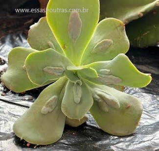 muda-da-echeveria-caranculata-como-cuidar-