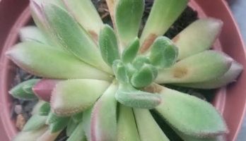 Echeveria Frida Kahlo – Foto da Suculenta e Como Cuidar