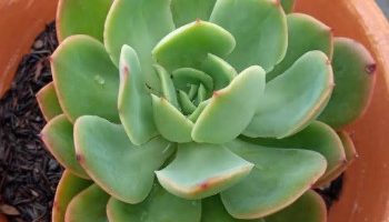 Echeveria Luella – Foto da Muda da Suculenta e Como Cuidar