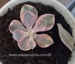 echeveria-rainbow-foto-da-muda-após-dez-dias-de-transporte-