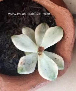 graptopetalum-victor-kane-variegata-muda-