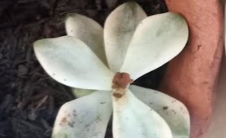 Graptopetalum Victor kane Variegata Foto da Muda, Como Cuidar