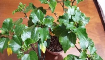 Hibisco Laranja – Foto da Muda e Como Cuidar da Planta