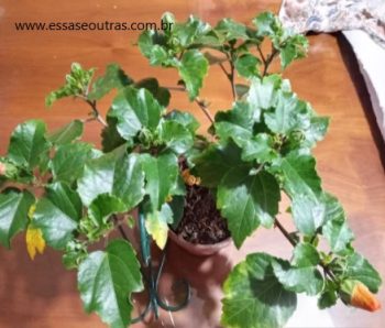 Hibisco Laranja – Foto da Muda e Como Cuidar da Planta