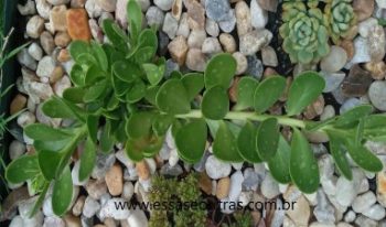 Jade Pendente – Suculenta Senecio Jacobsenii ou Jade Trilim
