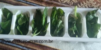 Congelar Manjericão Fresco – Folhas Inteiras e Triturado com Azeite