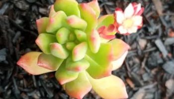 Sedum Cuspidatum – Foto da Muda, Regam Sol, Substrato, Doença