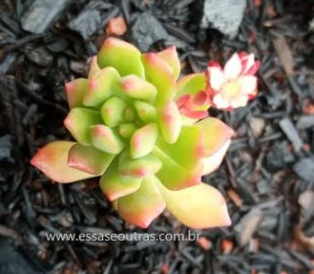 Sedum Cuspidatum – Foto da Muda, Regam Sol, Substrato, Doença