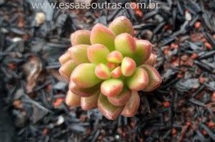 Sedum Orange Dreams – Foto da Muda e Como Cuidar