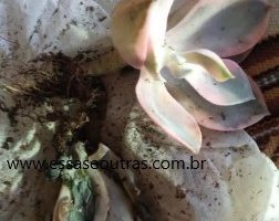 Echeveria Rainbow ou Suculenta Arco Íris Foto da Muda, Cuidados