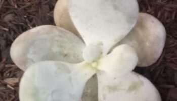 Suculenta Pedra da Lua – Pachyphitum Oviferum – Foto da Muda