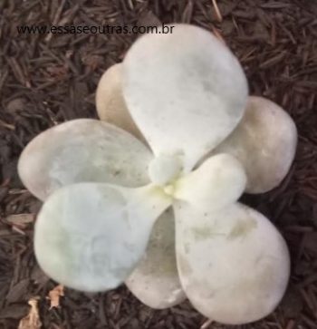 Suculenta Pedra da Lua – Pachyphitum Oviferum – Foto da Muda