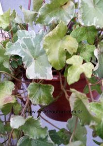 hera-variegata-onde-plantar-