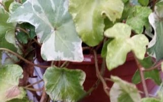 Hera Variegata – Como Cuidar, Fazer Poda, Rega, Sol