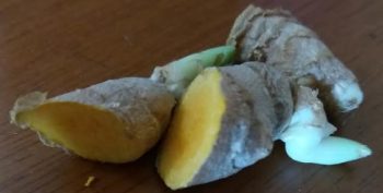 Como Fazer Muda de Cúrcuma ou Açafrão da Terra