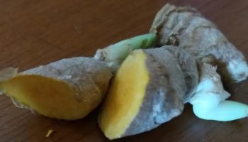 Como Fazer Muda de Cúrcuma ou Açafrão da Terra