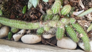 cacto-amendoim-de-flor-vermelha-