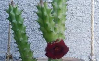 Huernia Scheneideriana – Foto da Flor e Como Cuidar