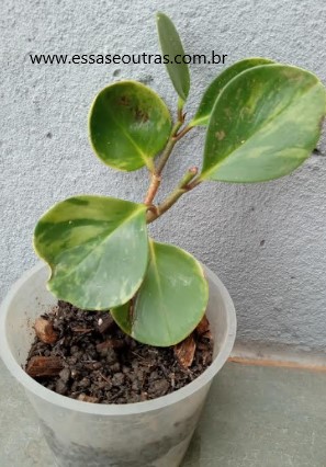 peperômia-obtusifolia-variegata-foto-da-muda-