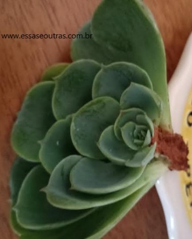 canela-em-pó-em-suculenta-com-podridão-de-caule-