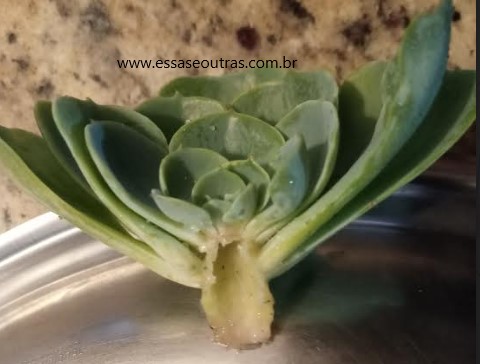 como-tratar-suculenta-com-podridão-de-caule-