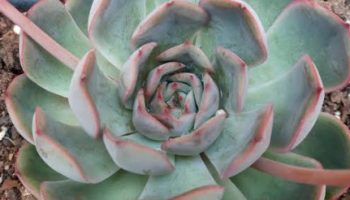 Echeveria Hércules – Foto da Muda Suculenta Hibrida Cuidados